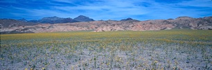 Death-Valley-Wildflowers.jpg