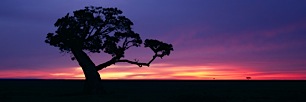 Fig-Tree-Sunrise.jpg