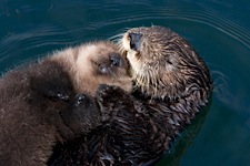 Sea Otters - Robert Knight Landscape Photography